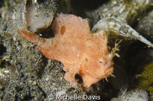 Tiny frogfish.....needs his nails clipping! by Michelle Davis 